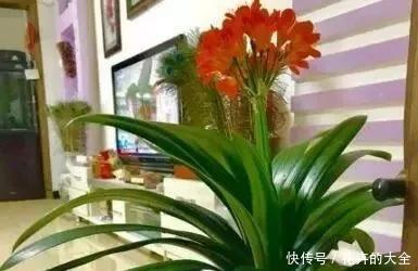 客厅养上“3种花”,大气又美观,关键“旺财又养人”,值得养2盆
