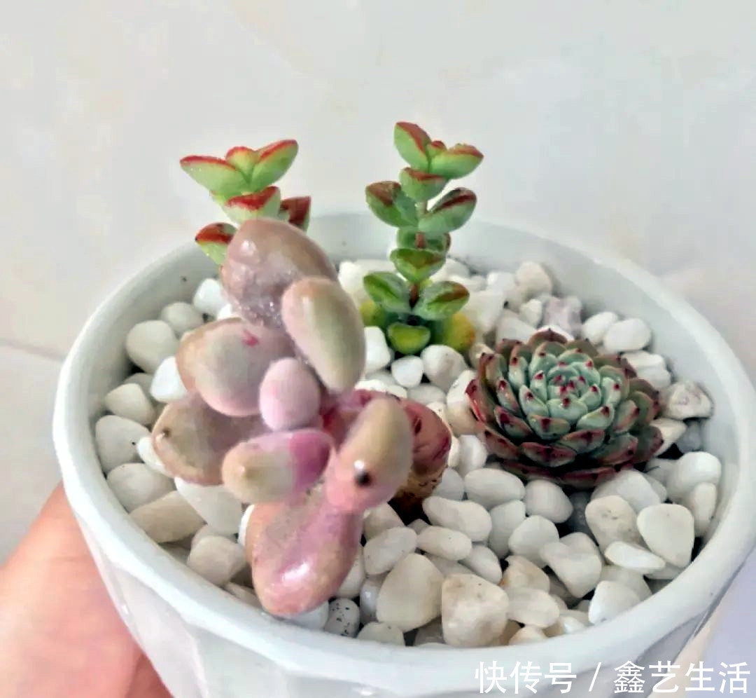 越虐越长疯,3周胖到爆炸的多肉控养大法,不轻易外传