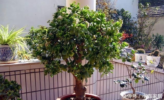 金枝玉叶|4种花，小苗“很便宜”，越养越“值钱”，聪明花友都喜欢