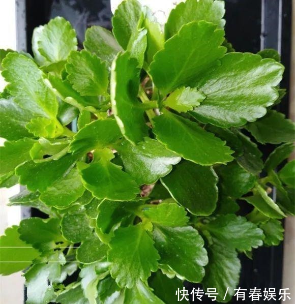 现在养花要重剪,剃光头,撸光叶,越狠越爆盆