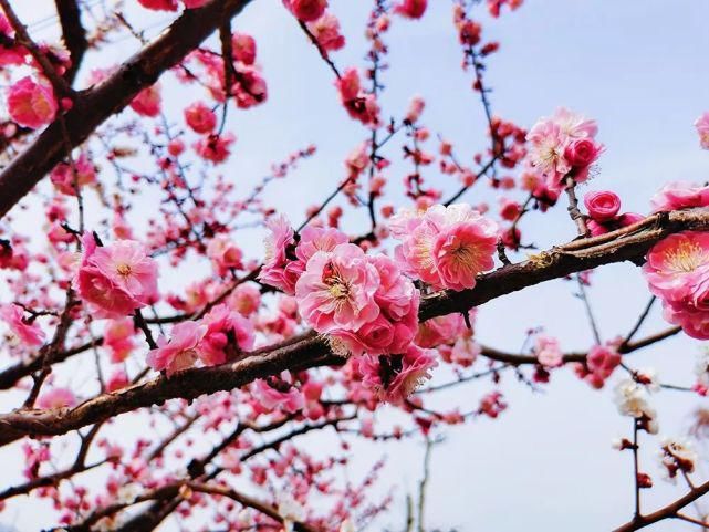 春水初生，春花初绽，春风十里在等你