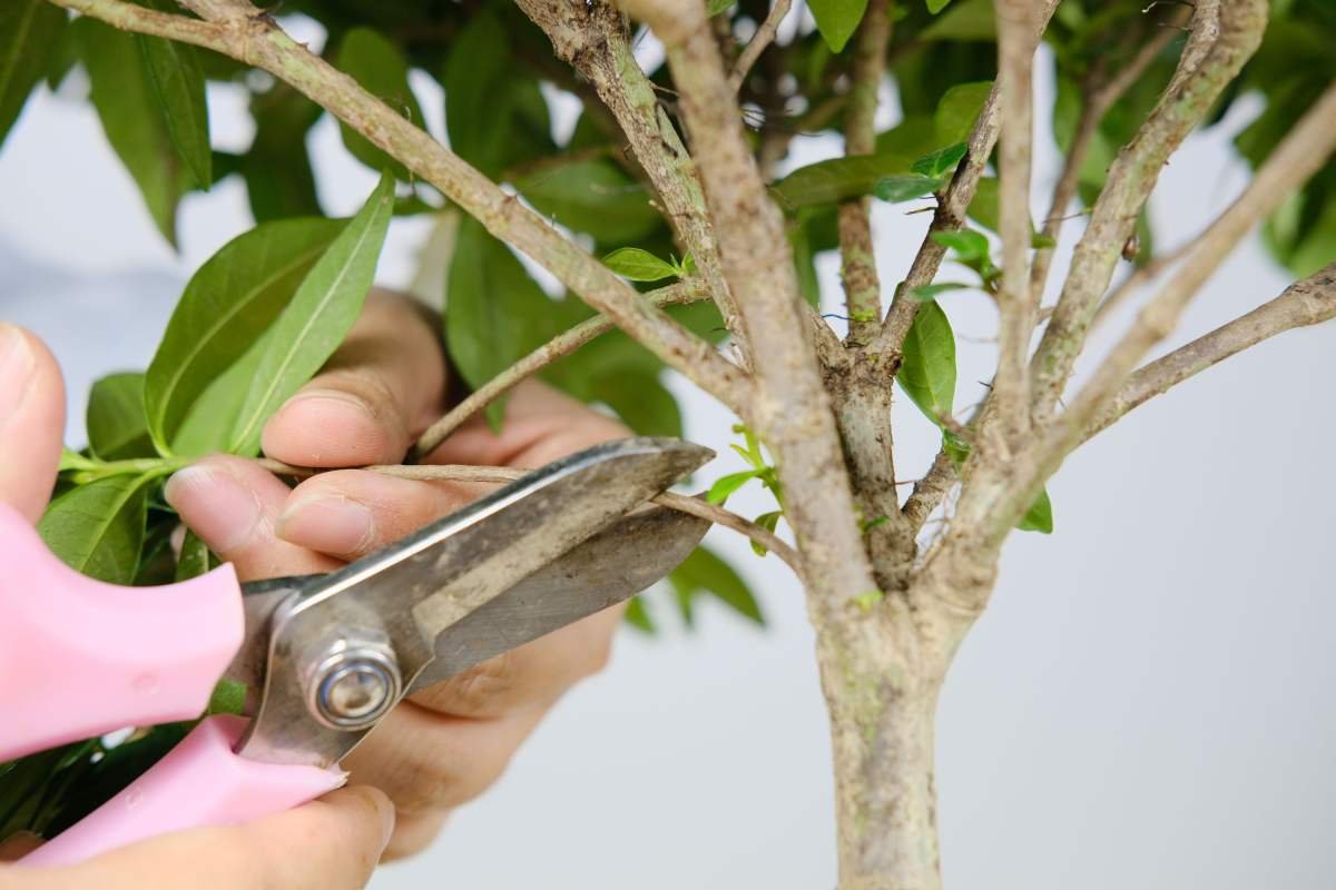  家里植物开花少？非常实用的催花小方法，轻轻松松花开满盆