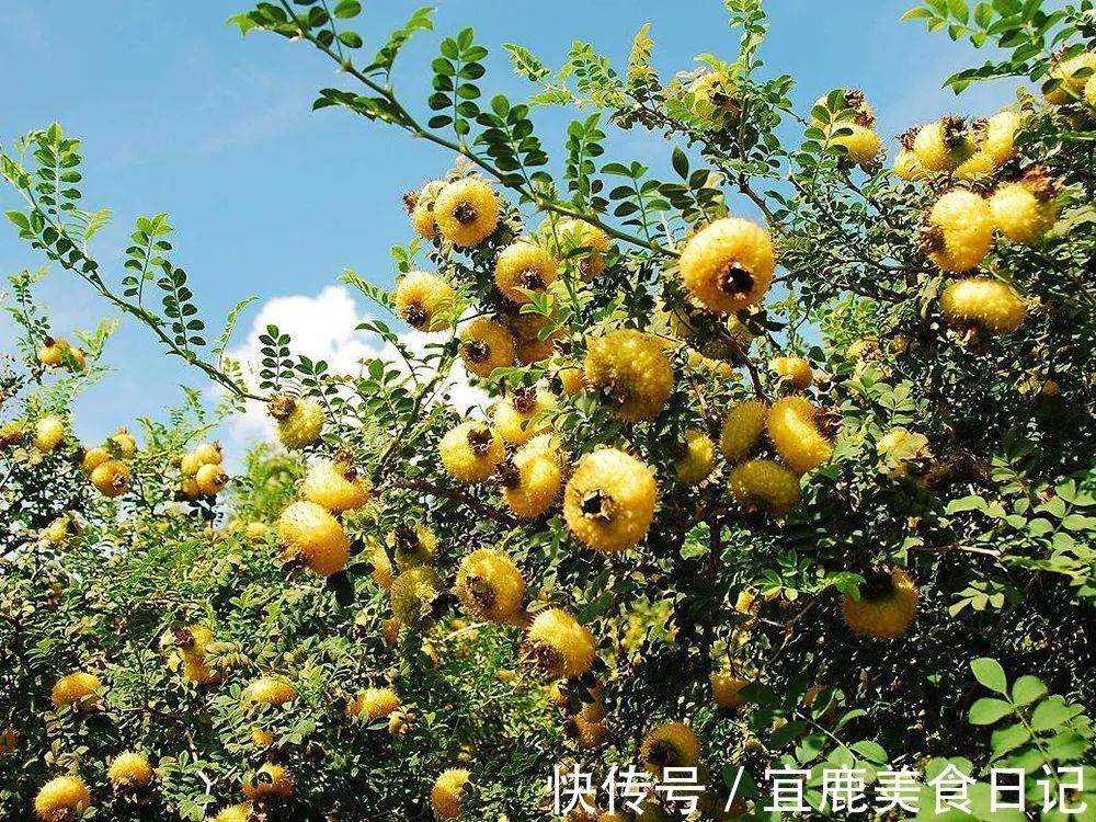 金樱子|叫梨不是梨,连刺一起吃,被称“维生素之王”,如今大力种植