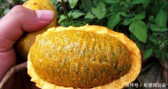 采摘|它现在的价值已不允许再折枝采摘,如果您的家乡也有,请及时重视!