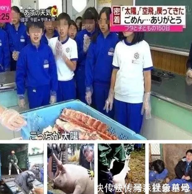 生命|日本最“变态”的生命课亲自养,亲手杀,亲口吃,孩子崩溃大哭