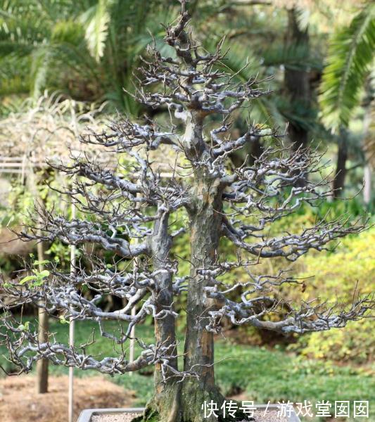 盆景枝条长得慢,几个小妙招快速增粗盆景枝条