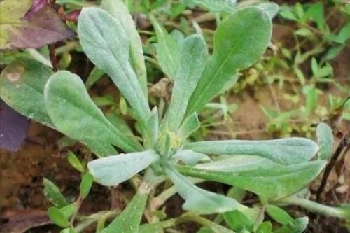 皱纹|秋天来了,多吃以下3种食物,皱纹没了,色斑淡了,手脚不凉