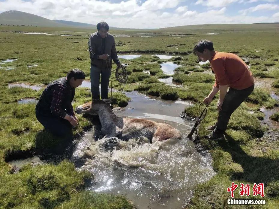 雪豹|这辈子一定要去趟这个公园 在这里“有种爱叫放手”