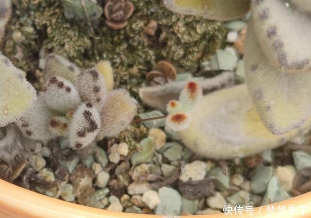 八年|一颗八年没换过盆的月兔耳