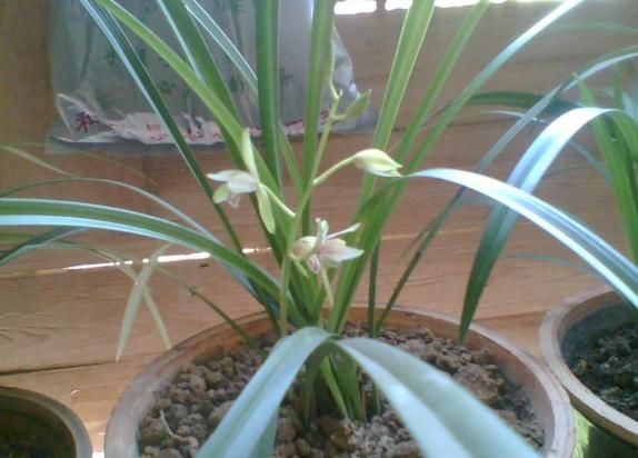 养兰就养“野兰花”,不仅更珍贵,还不需花钱,轻松养出一整盆