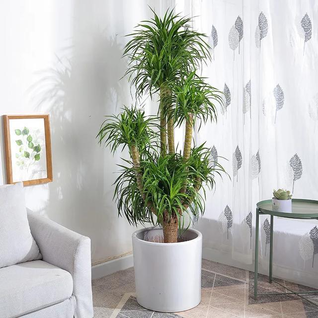 西洋杜鹃|十二生肖养什么植物最旺财,每种生肖各不同,看看你最适合养什么