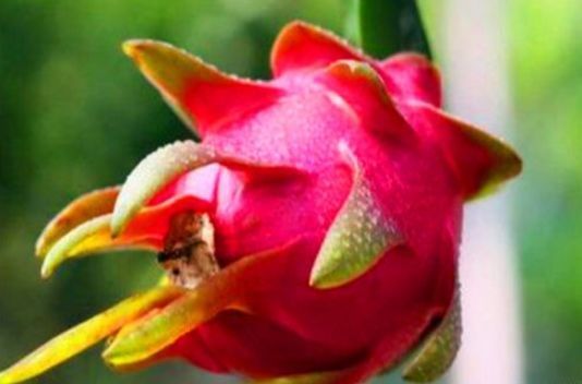 美容养颜|超市很常见的3种食物,美容养颜、延缓衰老,好处多多!