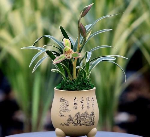 兰花中的“复色奇花”，花色美艳，叶片非凡，自带“神秘感”