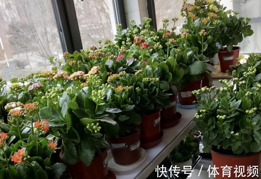 长寿花染上白粉病该怎么办?