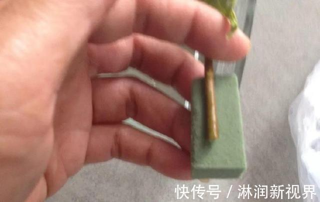 生根|月季、三角梅不生根剪1块海绵捂一捂，2周冒白根，长势喜人