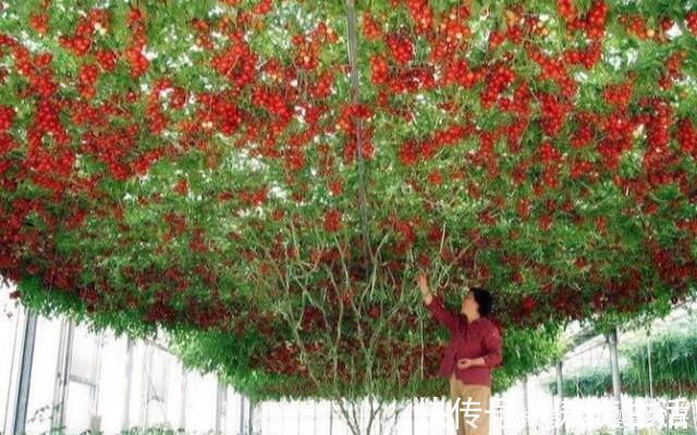 西红柿长成“参大树”,一棵能结果上万个,味美个大吃不完