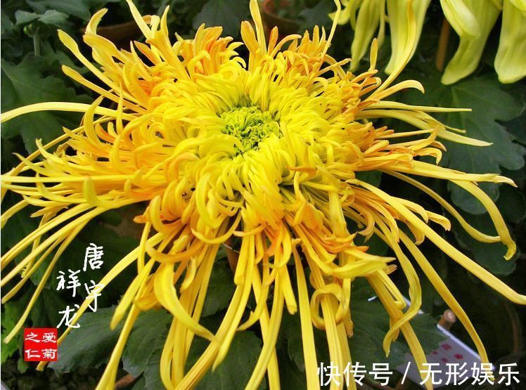 喜欢菊花，就养这几盆“菊中珍品”，花开似牡丹，艳压群芳！