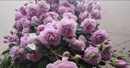 可藤可灌的月季品种且四季开花的有哪些？