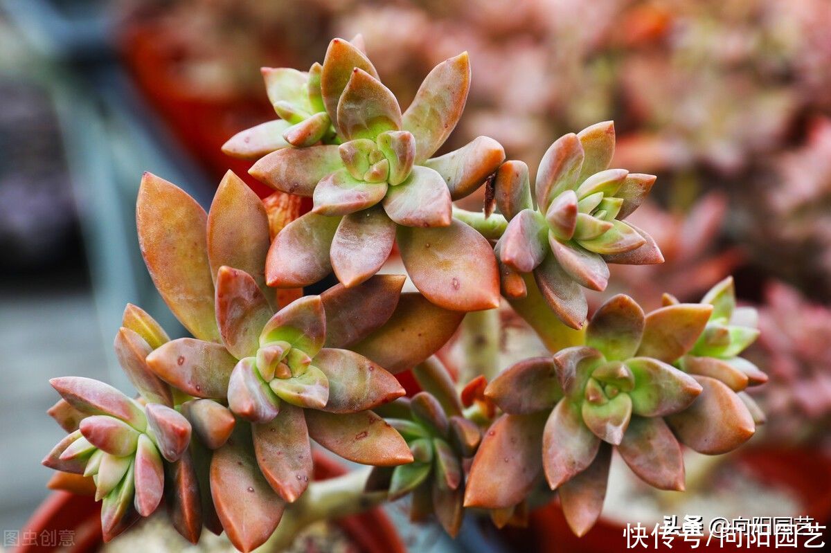 气温开始回升，抓紧把肉肉的根给养好了，根系饱满，安全度夏