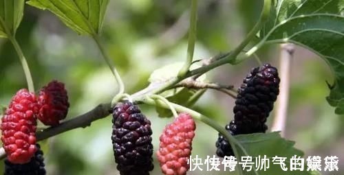 高血脂|高血脂除了吃药,这6种食物要多吃,帮助降血脂,身体更健康