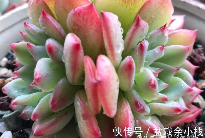 名字很酷的多肉ak玛利亚，颜色颇为小清新，养起来也是“乖宝宝”