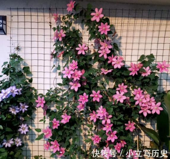 缺德商贩,把“绿化草”包装成“进口花”来卖,上当的人真不少