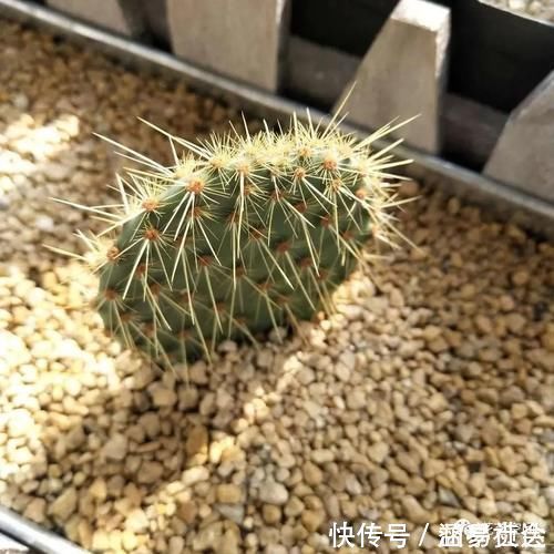 花根|这6种花,浇水越多死的越快,千万管住手,少浇水长得旺