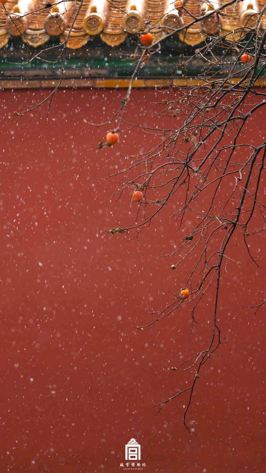 初雪|热搜！故宫第一场雪美哭了！