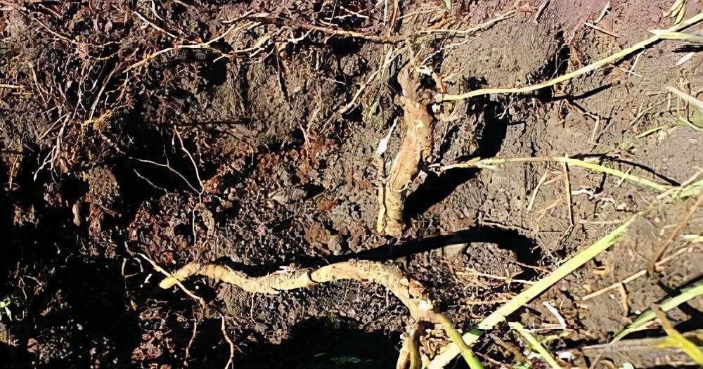 药店|农村一种野草,山上常见,看到别忽视,古人当它救命仙草