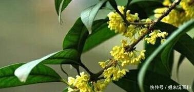 桂花扦插,没那么难!路边折一段,30天成桂花盆栽,能观赏能泡茶!