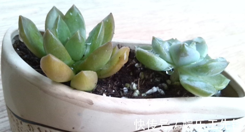 给多肉换盆土期间,没有注意到这些,还不如不动手