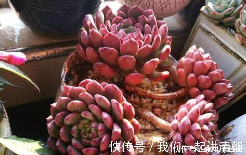 口诀|夏天养多肉,浇水有讲究,掌握“三字”口诀,轻松度夏不黑腐