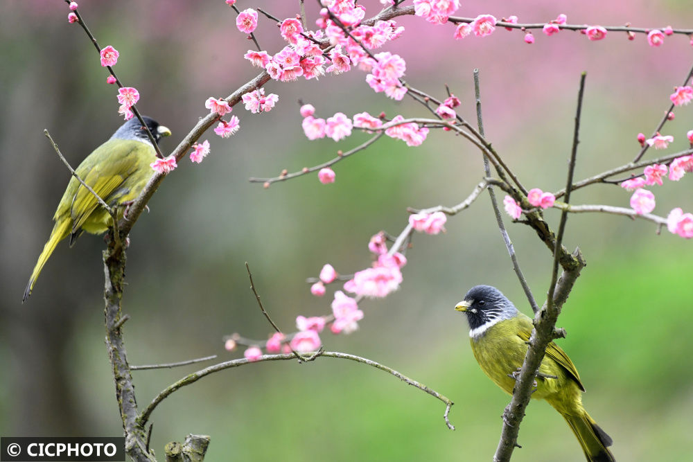 陈勇|梅花盛开春意浓