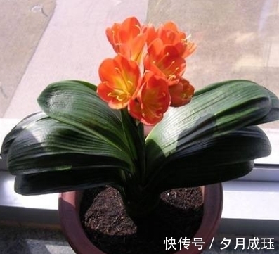 步骤|想让君子兰的叶子绿油油，这4个步骤不要做错