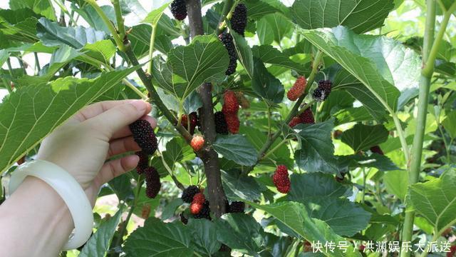 乌黑亮丽|白头发太多吃这个,煮一锅能吃半个月,头发乌黑亮丽,变柔顺!