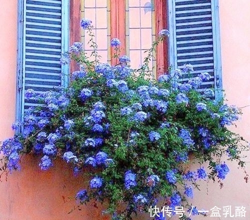 被过度吹捧的“三种花”,仅照片好看,入手发现“丑得”一塌糊涂