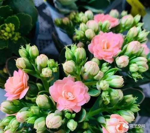 蟹爪兰|长寿花蟹爪兰还没开花,赶紧加餐,赏花有戏!