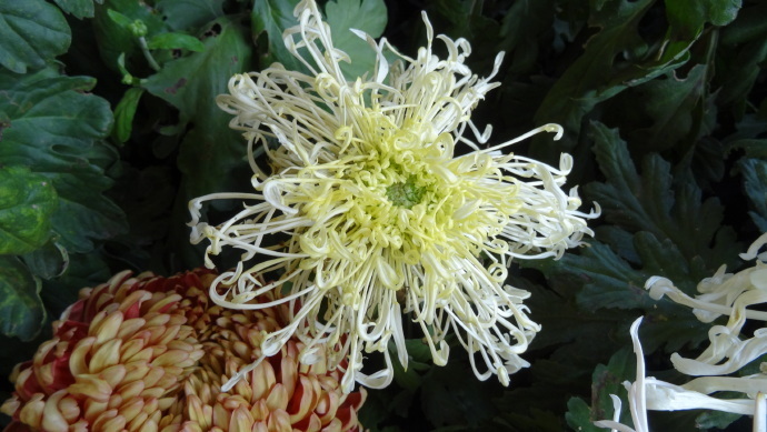 喜欢菊花，不如养盆“珍品名菊”绿窗纱影，似长发少女，纱影朦胧