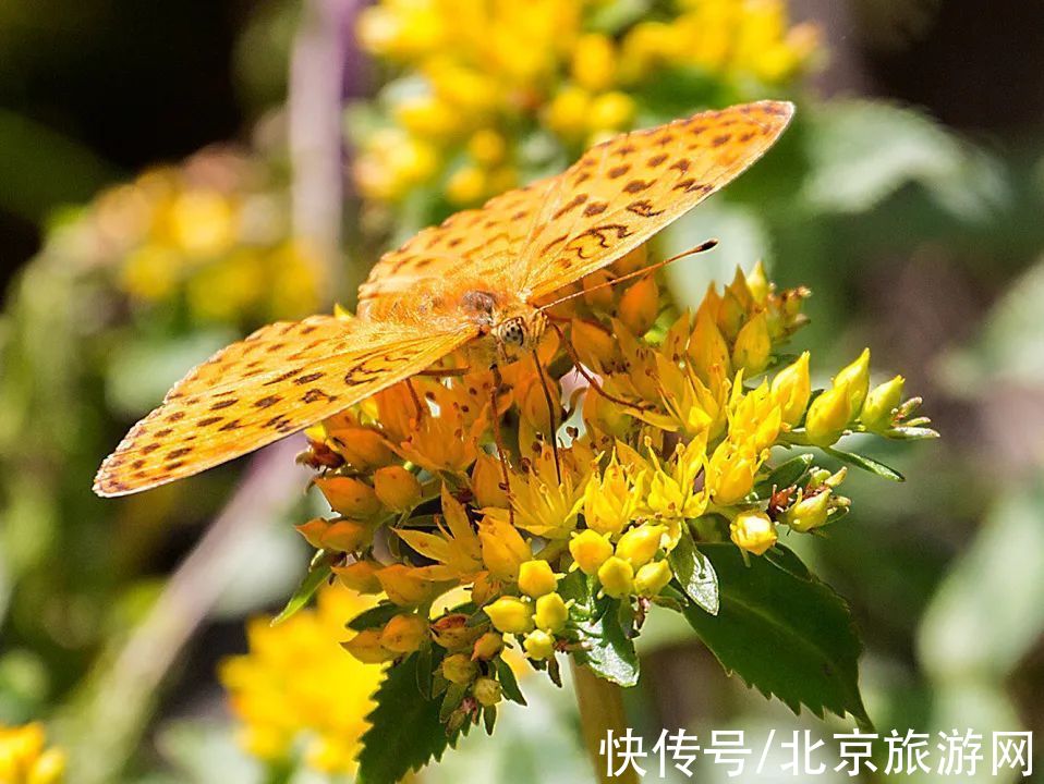 十渡|春已至，花绽放！这份房山赏花攻略请查收！