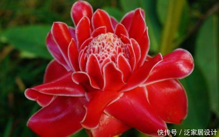 4种花沾土就能活，浇水就疯长，入手不后悔