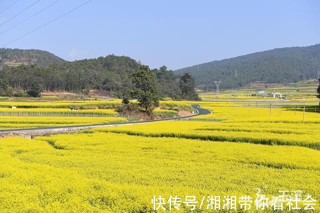 富良棚|玉溪:富良棚乡油菜花喜迎八方游客