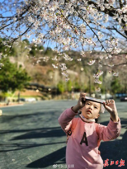 植物|清凉寨景区早樱迎来盛花期
