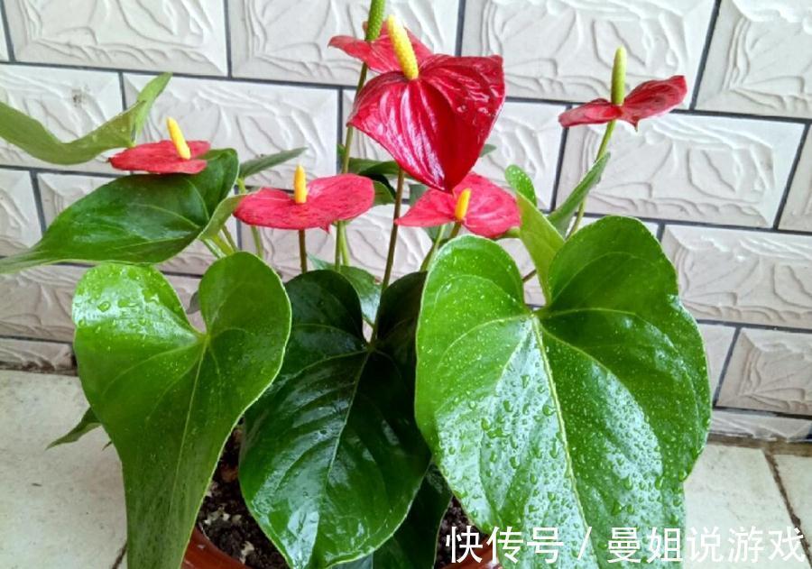 如何利用自己找到的野土养花,为你们指点迷津,拨开迷雾求真知