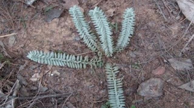 家乡|它便是“鹿茸草”,若出现您家乡,请辨认,目前252元一斤