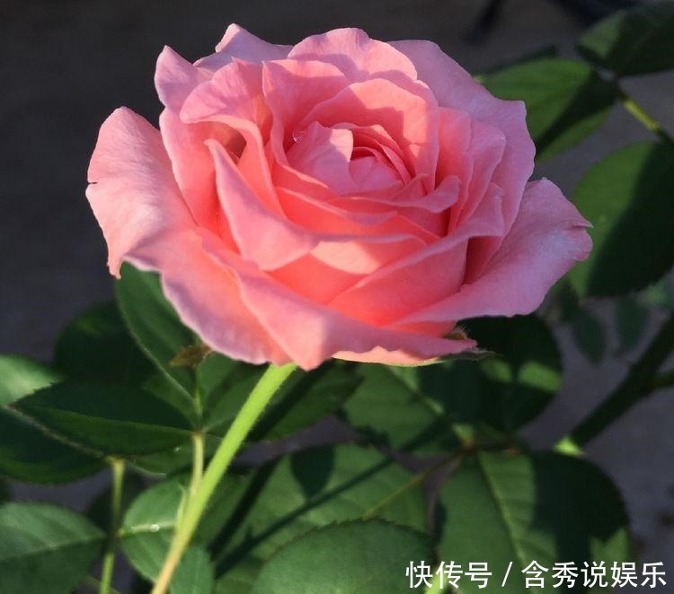 仙人|几种花养家里,比玫瑰更好看,楚楚动人,清香袭人