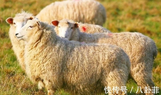 福星|福星将至，时刻准备着的生肖羊，抓牢机会收获别样幸福