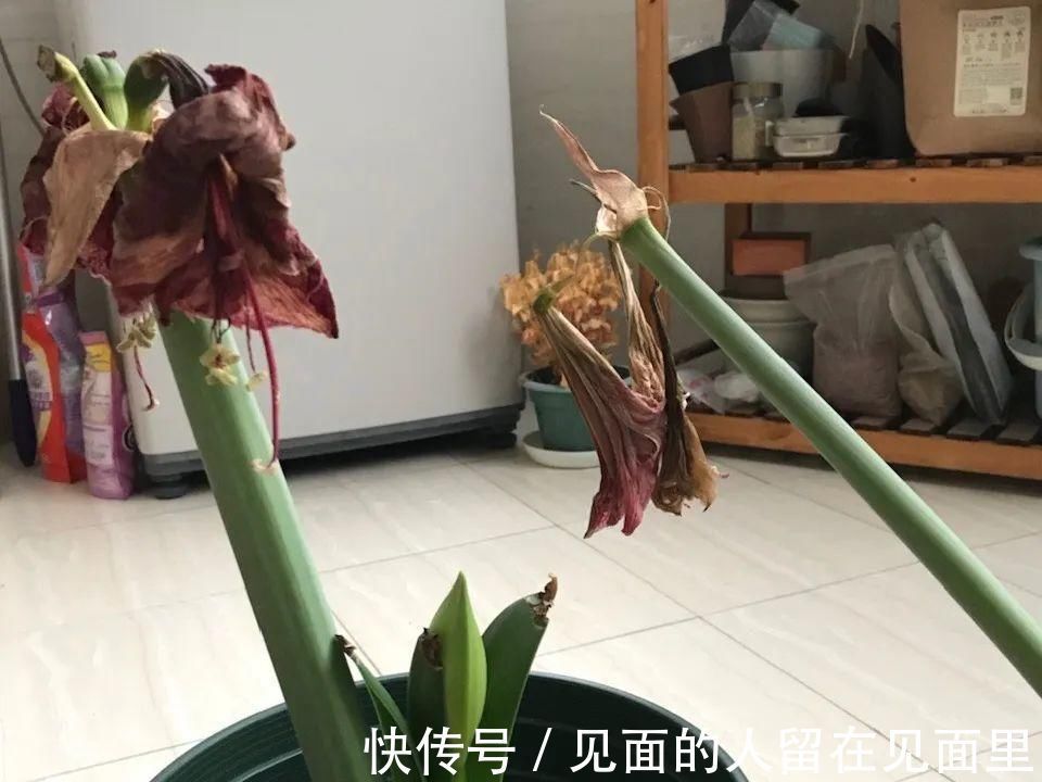 土朱|朱顶红埋土里,如何能年年开花,球变大、变多?