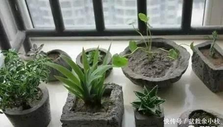  家中旧物拿来养花，1个花盆也不用买，种了满屋的花，漂亮实用