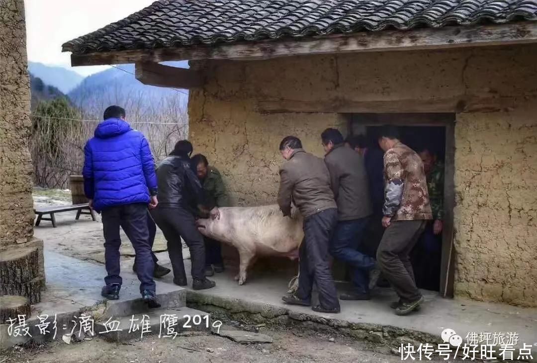 猪蹄|吃香喝辣游三秦|佛坪美食 ——干菜炖猪蹄