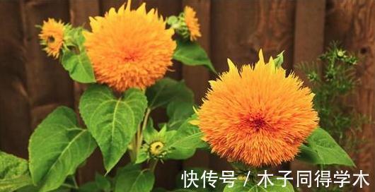 你见过最萌的植物都长什么样,此几种萌得不得了,快瞧瞧吧